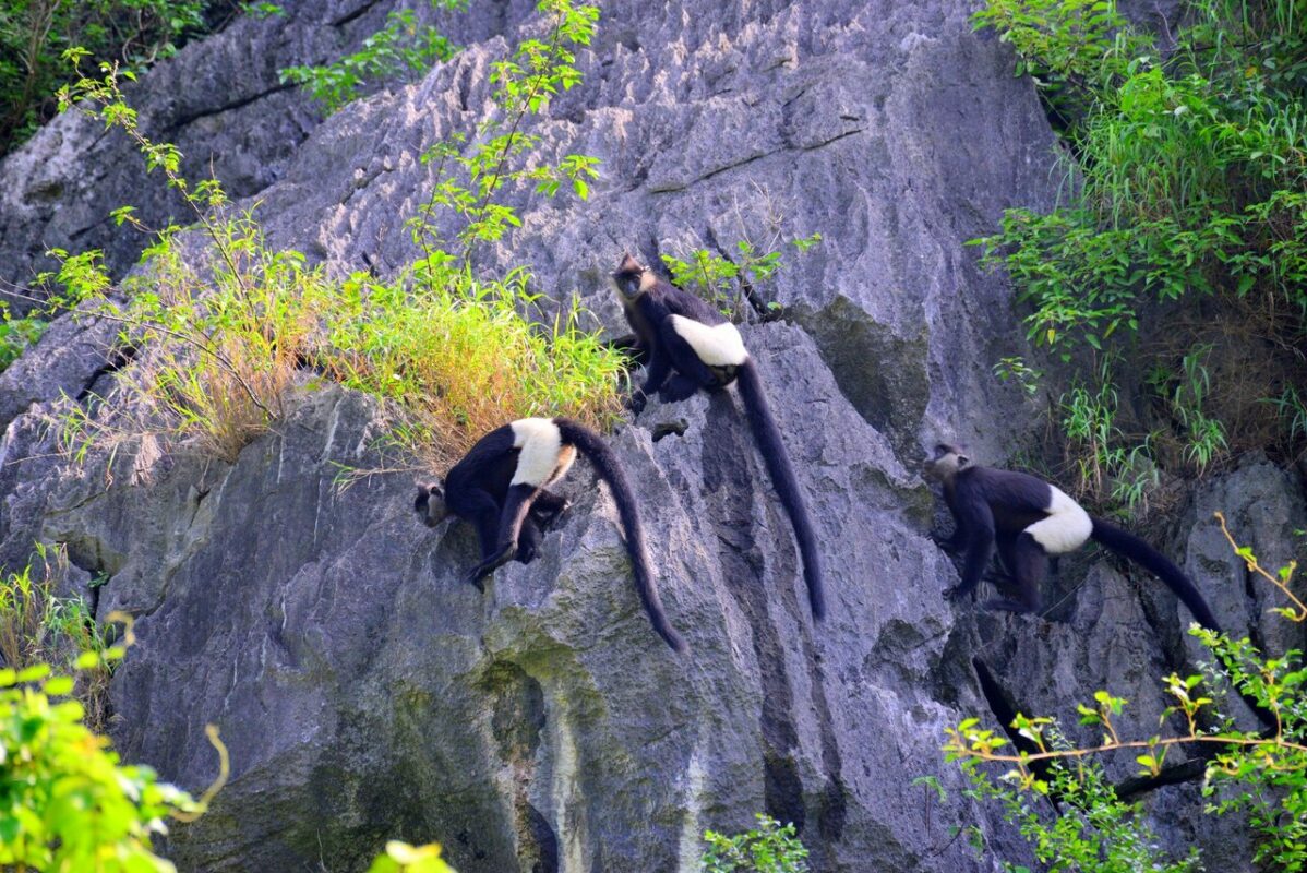 Cuc Phuong – Van Long Primate and Birdwatching 3 days