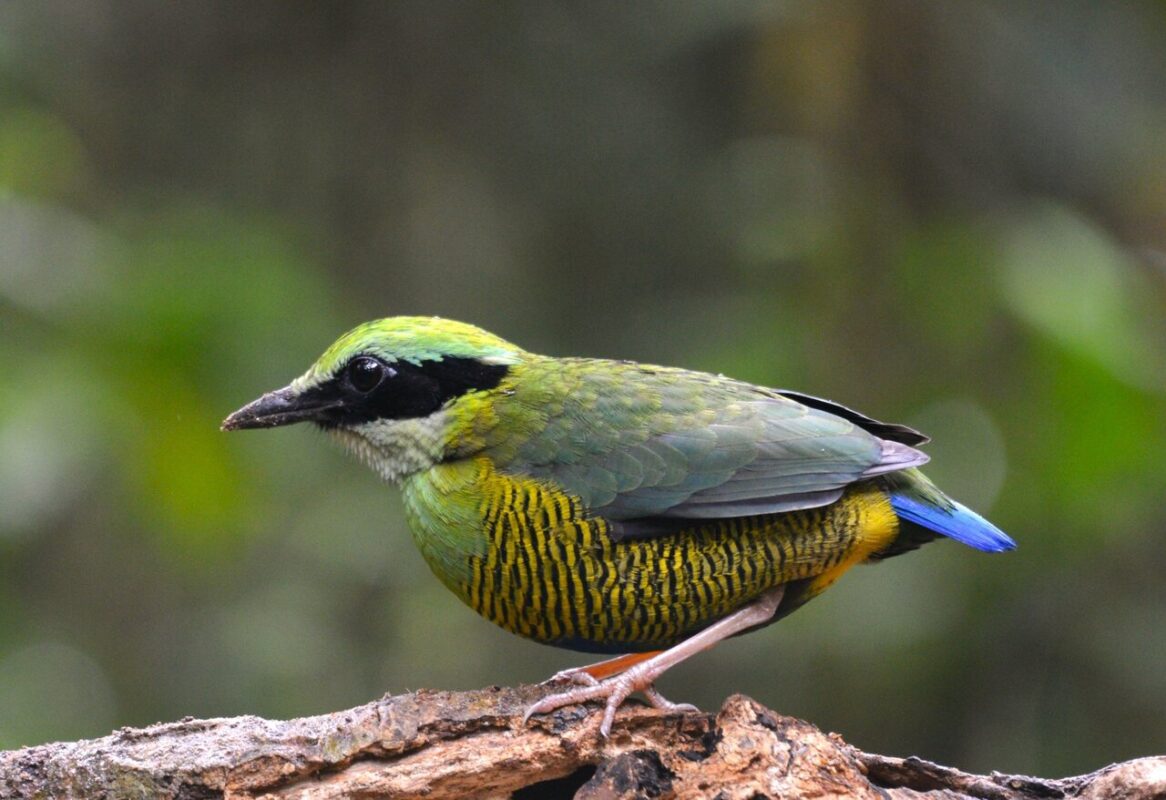 When is the best time of year for Birding in Vietnam?