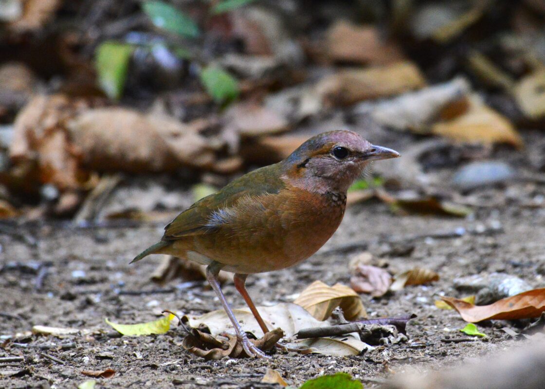 Birdwatching & Photography Tour – Best of Northern Vietnam (7-Days)